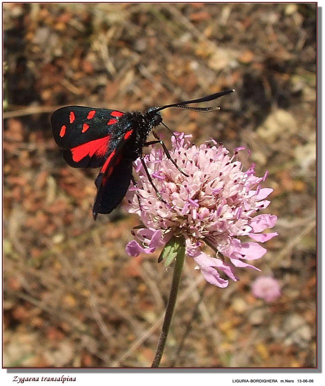 Zygaena transalpina ?